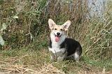 CORGI PEMBROKE 271